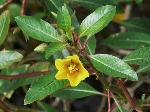 En plusieurs décennies, de nouvelles espèces envahissantes se sont...