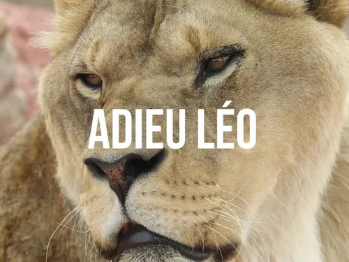 Nogent-le-Phaye : le zoo-refuge perd une de ses mascottes