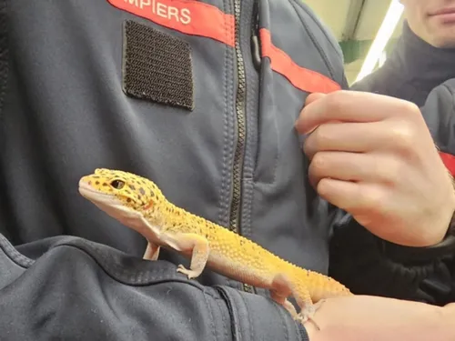 Les animaux exotiques, les pompiers de l'Oise les apprivoisent