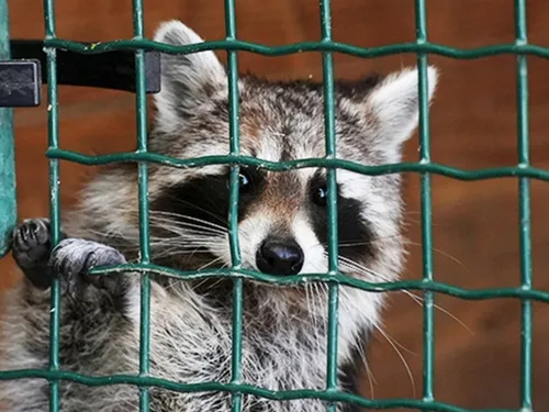 Une nouvelle plainte contre le parc animalier de Saint-Léger-en-Bray