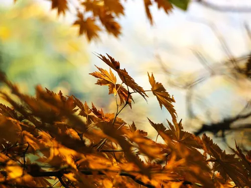 Hauts-de-France : comment les feuilles mortes ralentissent-elles...