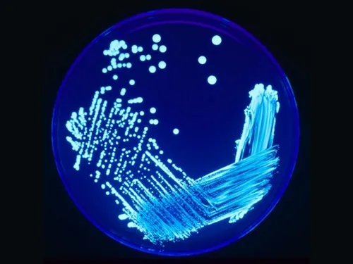 Alerte sanitaire à la station d'épuration d'Ambonne, gérée par...