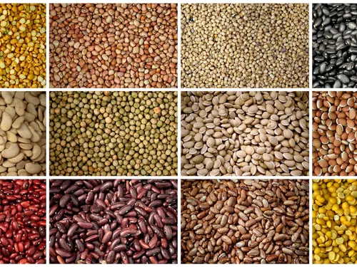 Bientôt des légumineuses bio dans les cantines des Hauts-de-France ? 