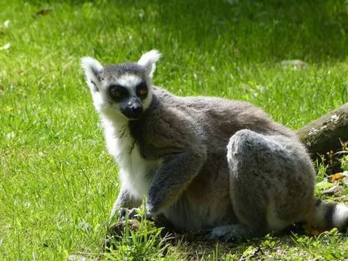 Un imposant lémurien se cache en forêt de Jouy-le-Châtel
