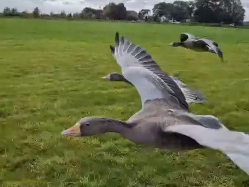 Un pilote d'ULM d'Abbeville a retrouvé ses oies