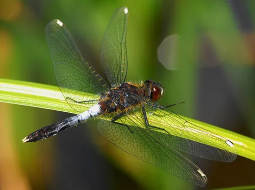 Après les reptiles, les insectes d'Île-de-France se dévoilent