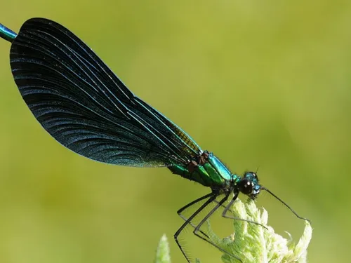 Les cours d'eau euréliens fréquentés par d'autres animaux que les...