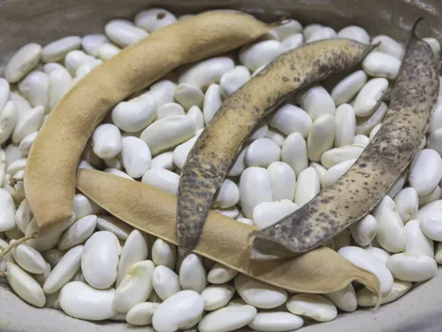 Dans les Hauts-de-France, tous les lingots ne sont pas en or