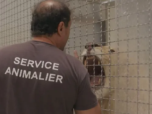 De nouveaux pensionnaires du cirque arrivent à la Tanière de...