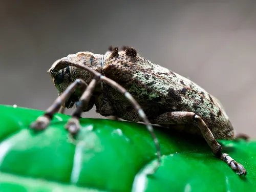 Les longicornes, des petites bêtes à découvrir en Île-de-France