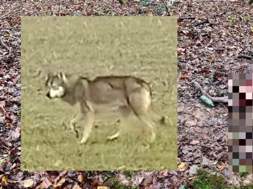 Seine-et-Marne : un retour du loup « très probable »