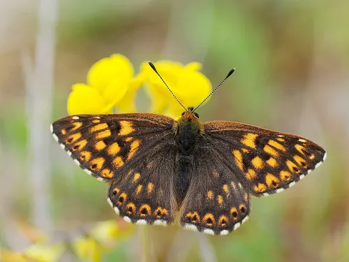 Un papillon est « activement surveillé » en Île-de-France