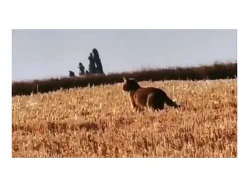 Attention : un félin est recherché dans le sud de la Seine-et-Marne