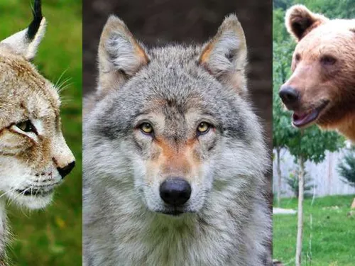 L'Eure-et-Loir épargné par les grands prédateurs 