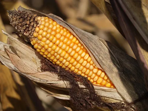 La production de maïs grain reprend des couleurs dans la Somme