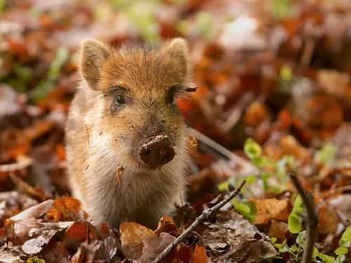 À Saint-Maximin, les jeunes sangliers vont être pris en charge