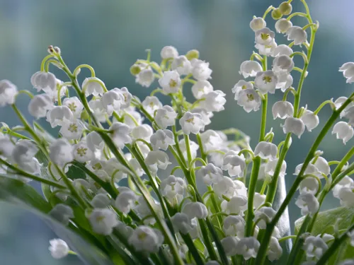 Règles strictes pour la vente de muguet à Eu et Mers‑les‑Bains dans...