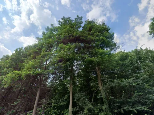 L'État veut protéger un massif forestier yvelinois