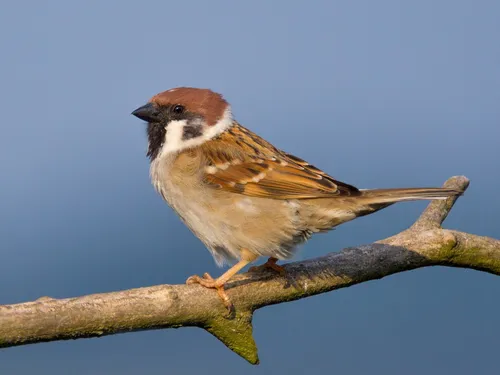 En Île-de-France, la Ligue de protection des oiseaux cherche à...
