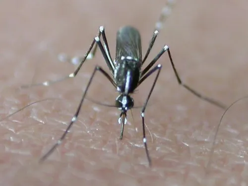 L'Eure-et-Loir résiste toujours au moustique-tigre