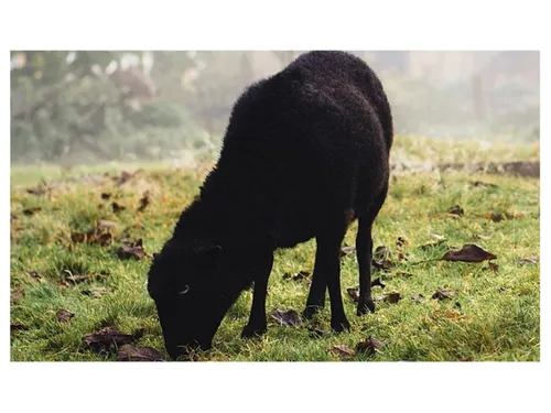 Des tondeuses pas comme les autres à Beauvais