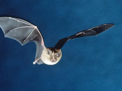 Hécatombe de chauve-souris à Fontainebleau