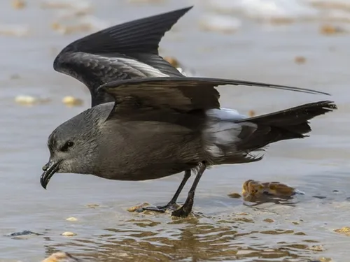 Des oiseaux du large soufflés vers l'Île-de-France par les tempêtes