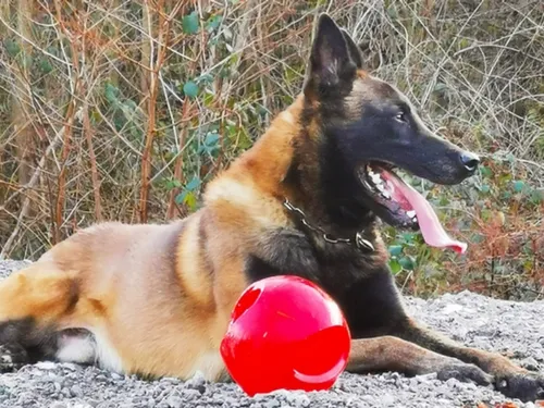 Une nouvelle recrue spéciale parmi les policiers de Gargenville