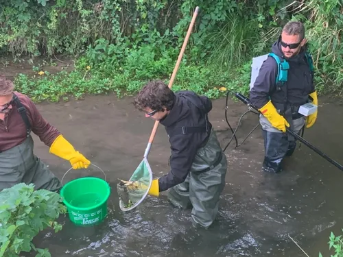 Une pêche électrique pour compter les poissons dans les Yvelines 