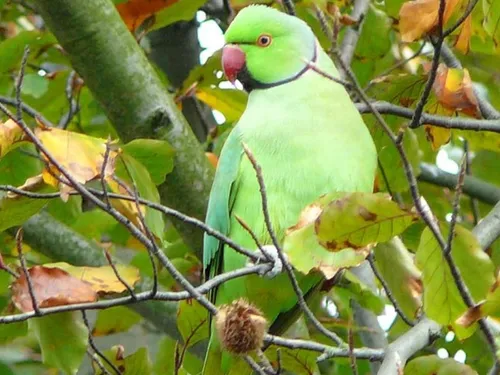 Mais d'où proviennent les perruches qui ont posé leurs valises en...