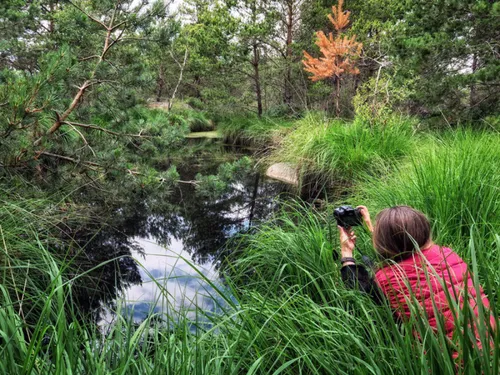 La forêt de Fontainebleau révèle ses secrets aux photographes