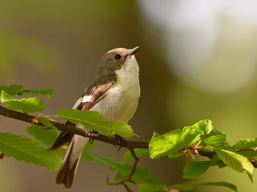 Un projet pour aider les personnes sourdes à découvrir les oiseaux...