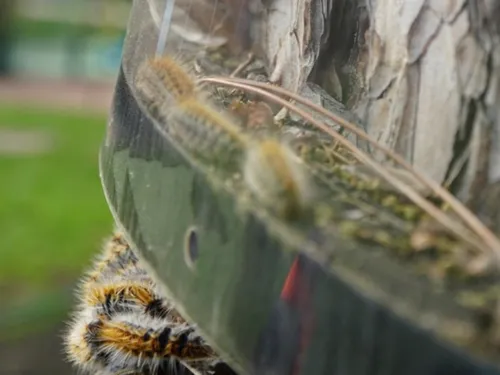 Des pièges anti-chenilles déployés à Croissy-sur-Seine 