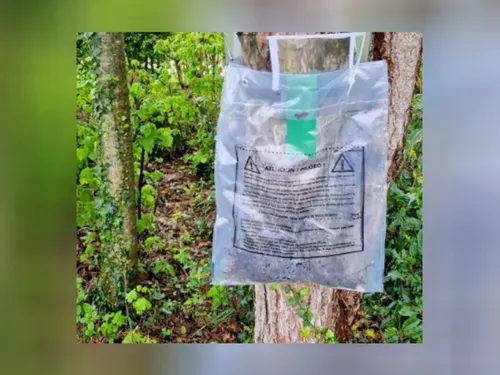 Magny-le-Hongre y va de sa mesure contre le chenilles urticantes