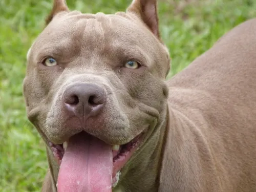Une femme et son chien blessés par un molosse à Pont-Sainte-Maxence