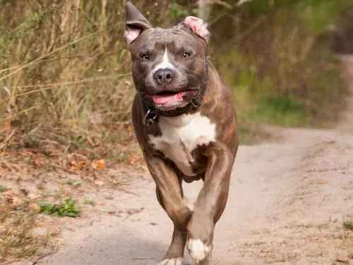 Saint-Germain-lès-Arpajon : deux enfants attaqués par des molosses