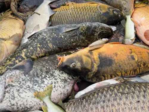 Trois tonnes de poissons bientôt dans le Loing