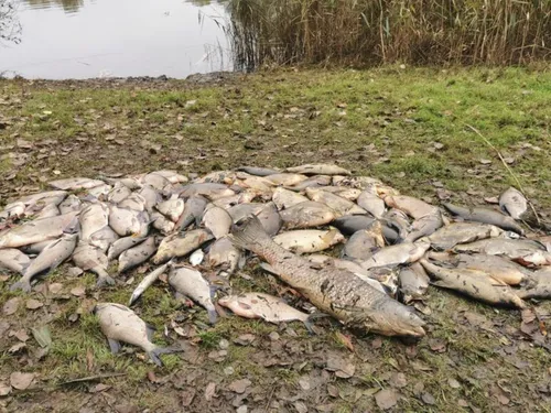 L'hécatombe de poissons en Essonne causée par les inondations ?