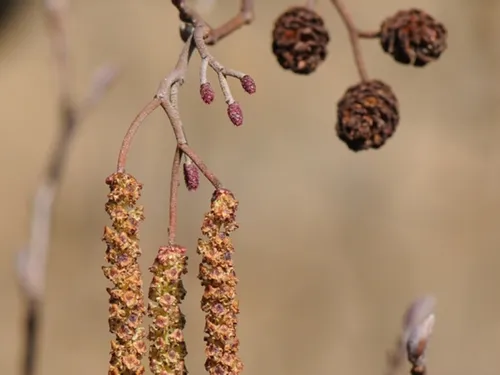 L'alerte rouge aux pollens sonnée en Eure-et-Loir 