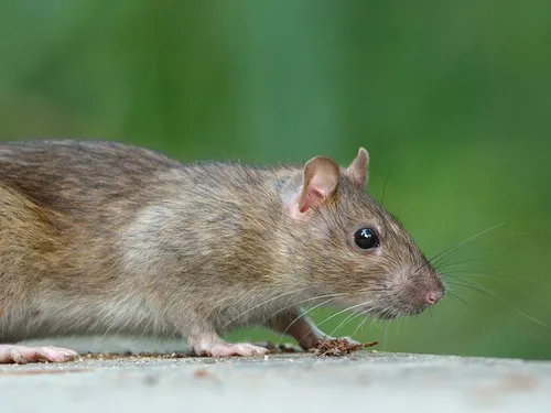 Les rats prolifèrent à Gouvieux 