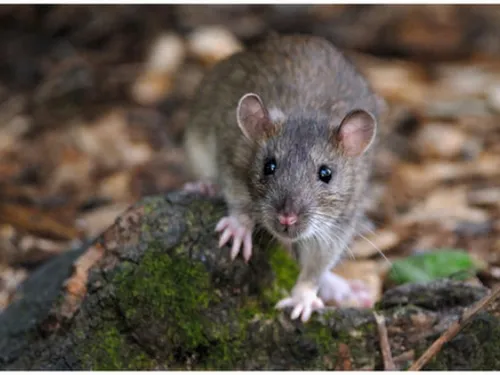 Évry-Courcouronnes : des rongeurs ont élu domicile dans la Cité des...