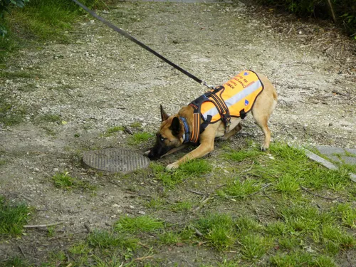À Noisiel, un chien pour repérer les fuites d'eau 