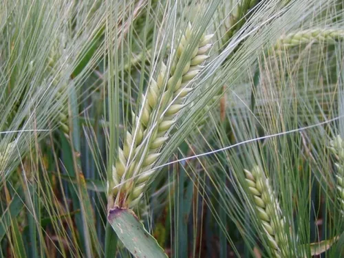 Une bonne nouvelle pour les agriculteurs euréliens