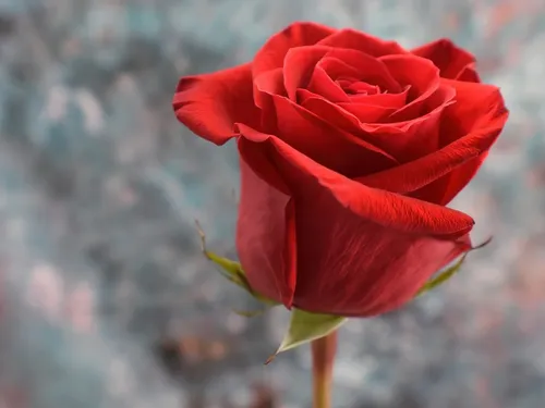 Un ancien étudiant compiégnois fait revivre un poème d'Apollinaire