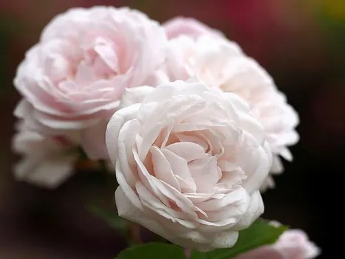 Les obsèques du jogger abattu en forêt de Bièvres, le 5 septembre,...
