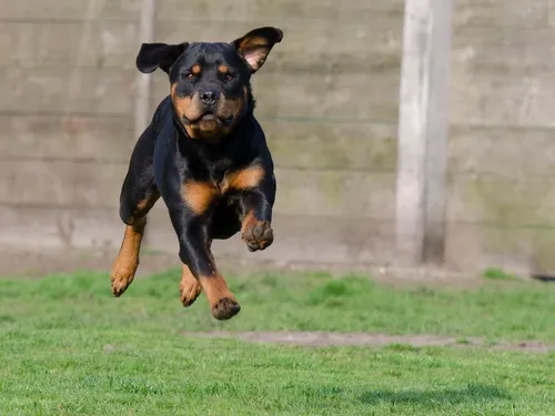 Une femme mordue par un rottweiler samedi soir à Chilly-Mazarin
