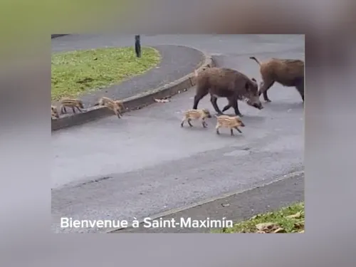Une table ronde sur la sécurité (et les sangliers) à Saint-Maximin