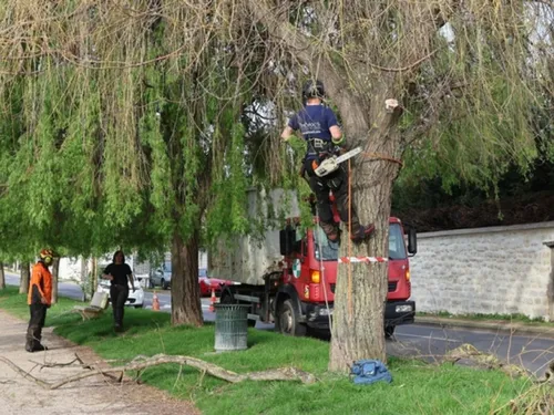 À Carrières-sur-Seine, trois saules malades viennent d'être abattus...