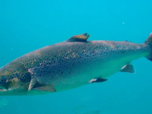 Trois espèces de poisson ont disparu des eaux franciliennes 