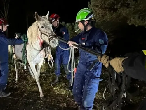 Un cheval chute dans une piscine aux Essarts-le-Roi